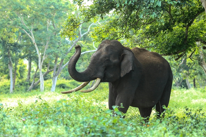 Punnathur Kotta, Thrissur